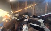 Заблудшие овцы: полицейские вернули стадо владельцу в Павлодарской области